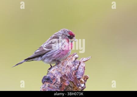 Redpoll, songbird, famille des orfèves, (Carduelis flammea), animaux. Oiseaux, Parc ornithologique de Varanger, Finnmark, Norvège, Europe Banque D'Images