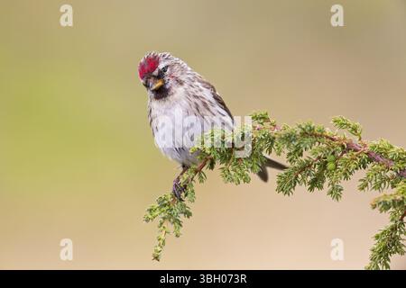 Redpoll, songbird, famille des orfèves, (Carduelis flammea), animaux. Oiseaux, Parc ornithologique de Varanger, Finnmark, Norvège, Europe Banque D'Images