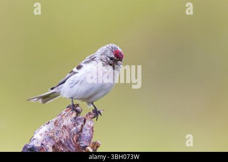 Redpoll, songbird, famille des orfèves, (Carduelis flammea), animaux. Oiseaux, Parc ornithologique de Varanger, Finnmark, Norvège, Europe Banque D'Images
