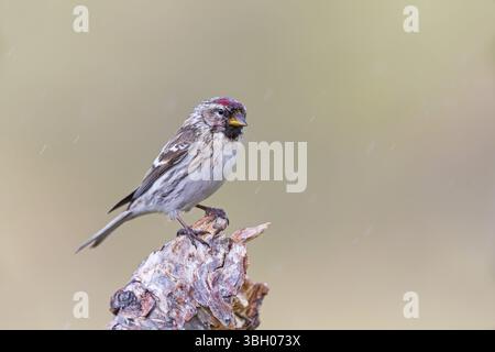 Redpoll, songbird, famille des orfèves, (Carduelis flammea), animaux. Oiseaux, Parc ornithologique de Varanger, Finnmark, Norvège, Europe Banque D'Images