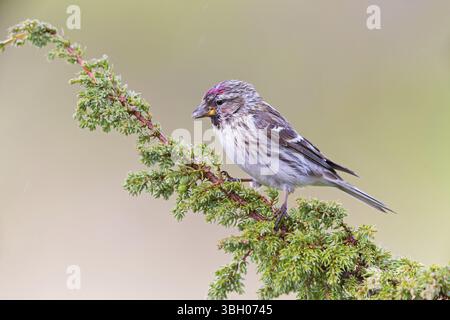 Redpoll, songbird, famille des orfèves, (Carduelis flammea), animaux. Oiseaux, Parc ornithologique de Varanger, Finnmark, Norvège, Europe Banque D'Images