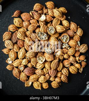Une vue rapprochée de gousses de cardamome noire séchées sur une surface sombre, révélant leurs graines aromatiques à l'intérieur. Banque D'Images