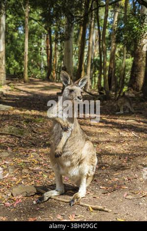 Un kangourou rouge debout, Macropus rufus, dans le Trowunna Wildlife Park, à mole Creek, Tasmanie, Australie, Océanie Banque D'Images