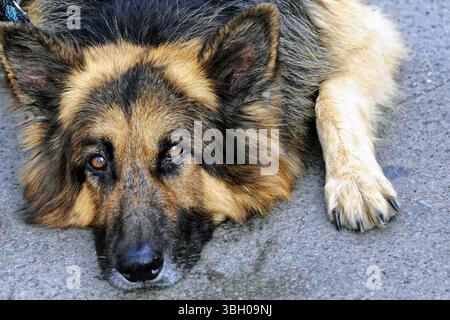 Venise, Vénétie, Italie, Europe, Un chien de berger allemand repose calmement sur le sol et regarde fidèlement dans la caméra, l'Europe Banque D'Images