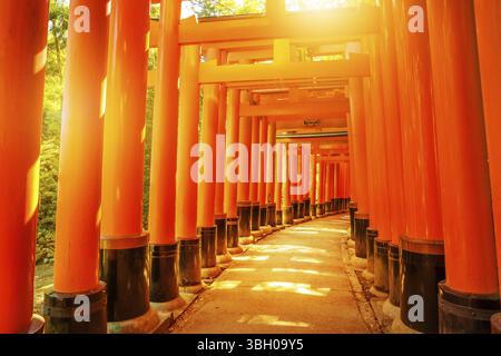 Des milliers de vermilion torii portes du célèbre monument Fushimi Inari taisha, au sud de Kyoto, Japon. Fushimi Inari est le plus important sanctuaire shinto Banque D'Images