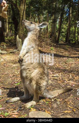Un kangourou rouge debout, Macropus rufus, dans le Trowunna Wildlife Park, à mole Creek, Tasmanie, Australie, Océanie Banque D'Images