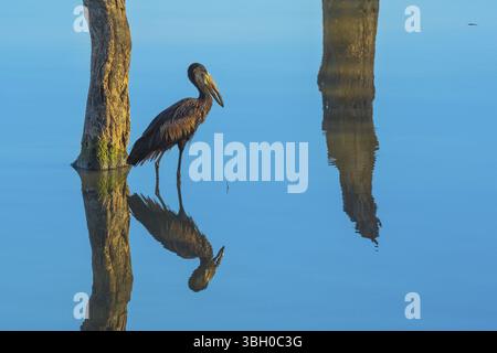 Cigogne africaine à bec ouvert sur le sol dans le parc national Kruger, Afrique du Sud. Espèce Anastomus lamelligerus, résidente en Afrique et à Madagascar de famil Banque D'Images