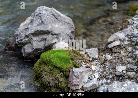 Le petit ruisseau mignon coule entre la mousse verte et les pierres dans les montagnes Fann au Tadjikistan Banque D'Images