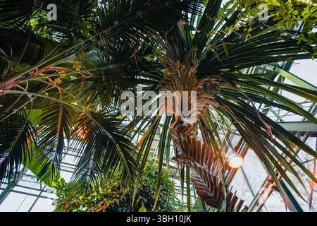 Vue en perspective sous un grand palmier et des plantes tropicales en couches dans une serre en verre et métal, botanique tropicale Banque D'Images