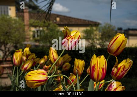 Fleurs de tulipe jaunes et rouges dans une composition de jardin botanique Banque D'Images