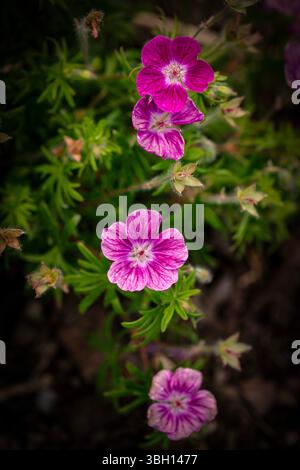 Portrait naturel de plante fleurie en gros plan de Geranium Sanguineum en floraison. Légitime, séduisant, étonnant, époustouflant, convaincant, éblouissant, audacieux Banque D'Images