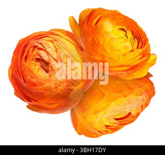 Belles fleurs de ranoncule orange isolées sur blanc Banque D'Images