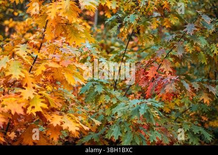 Les grappes de feuilles de chêne montrent un gradient de changement saisonnier du vert au rouge profond et au jaune doré. Transitions de la nature, réponse climatique de la forêt Banque D'Images