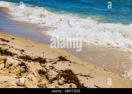 Vue rapprochée d'une vague mousseuse lavant sur du sable recouvert d'algues à Miami Beach. Banque D'Images