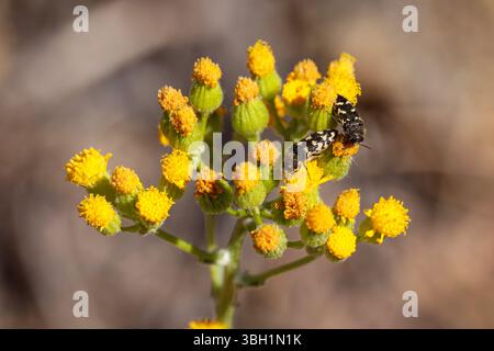 Des coléoptères métalliques qui se nourrissent de fleurs de terre le long de la piste Cypress à Payson, Arizona. Banque D'Images