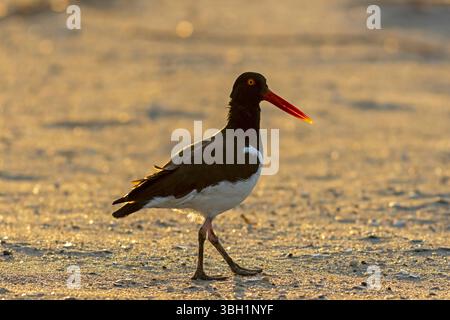 American Oystercatcher, Haematopus palliatus, marchant sur la plage au coucher du soleil à Cape May, NJ Banque D'Images