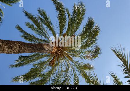 Une vue paysagère du dessous d'un palmier contre un ciel bleu vif Banque D'Images
