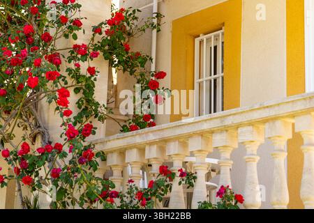 Une vigne rose rouge grimpante luxuriante poussant sur un bâtiment en stuc jaune avec une vieille balustrade décorative crème au premier plan Banque D'Images
