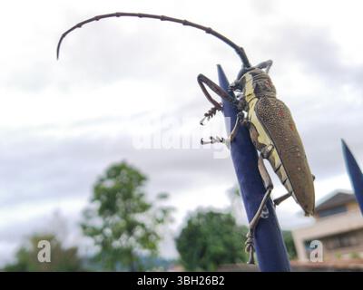 Macro gros plan d'un coléoptère brun, un petit insecte, isolé sur une clôture à pointes bleues. Banque D'Images