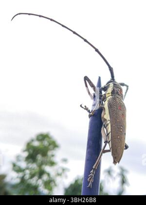 Macro gros plan d'un coléoptère brun, un petit insecte, isolé sur une clôture à pointes bleues. Banque D'Images