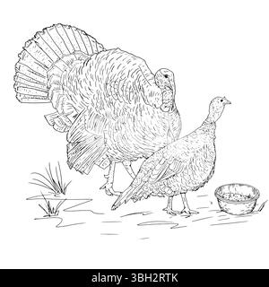 Dindes dans l'herbe à côté d'un bol, volaille d'une ferme, croquis à l'encre noire et blanche. Illustration vectorielle. Oiseaux du village, isolés sur un backgrou blanc Illustration de Vecteur
