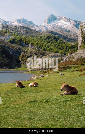 Vaches dans l'herbe en face de vue à Picos de Europa montagnes, lacs de Covadonga, nord de l'Espagne, parc national Banque D'Images