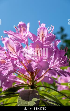 Gros plan du Rhododendron ponticum commun dans le genre famille des Ericaceae, en fleurs avec des fleurs violettes, photo stock Banque D'Images