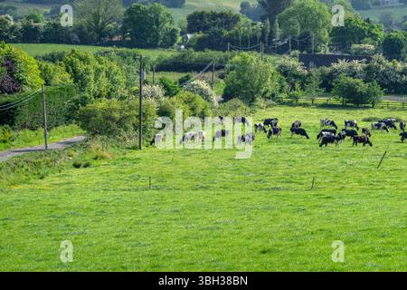 Vaches frisonnes Holstein irlandaises pâturant sur l'herbe dans Un pâturage vaches fécondes, photo stock Banque D'Images