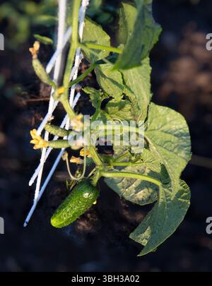 Gros plan d'un petit concombre suspendu à une vigne verte saine, soutenu par un treillis en plastique blanc. Image idéale pour l'agriculture biologique, le jardinage, la saison Banque D'Images