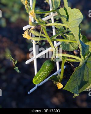 Gros plan d'un petit concombre suspendu à une vigne verte saine, soutenu par un treillis en plastique blanc. Image idéale pour l'agriculture biologique, le jardinage, la saison Banque D'Images