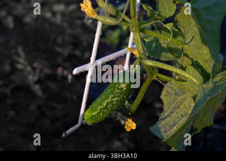 Gros plan d'un petit concombre suspendu à une vigne verte saine, soutenu par un treillis en plastique blanc. Image idéale pour l'agriculture biologique, le jardinage, la saison Banque D'Images