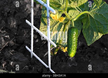 Gros plan d'un petit concombre suspendu à une vigne verte saine, soutenu par un treillis en plastique blanc. Image idéale pour l'agriculture biologique, le jardinage, la saison Banque D'Images