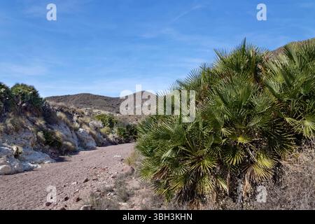 Palmier européen (Chamaerops humilis) poussant près d'un lit asséché, Parc naturel de Cabo de Gata-Nijar, Almeria, Espagne, mars. Banque D'Images