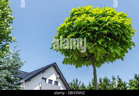Un arbre vert luxuriant se dresse haut contre un ciel bleu clair, mettant en valeur ses feuilles vibrantes à côté d'une maison contemporaine par une journée lumineuse et ensoleillée. Banque D'Images
