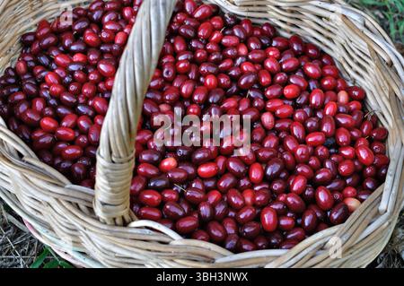 gros plan des cerises de cornaline biologiques fraîchement récoltées (baies de cornaline) dans le panier Banque D'Images
