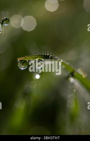 Macrophotographie détaillée de l'herbe avec des gouttes de rosée cristallines reflétant la lumière, entourées d'un bokeh vert de rêve, évoquant la tranquillité Banque D'Images