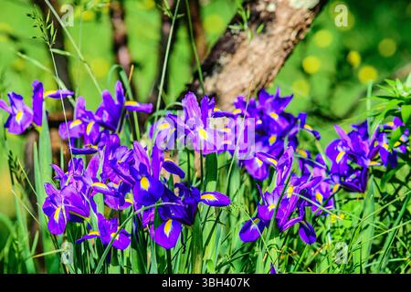 Regroupement de fleurs d'iris violettes dans un jardin herbacé - centre de la France. Banque D'Images