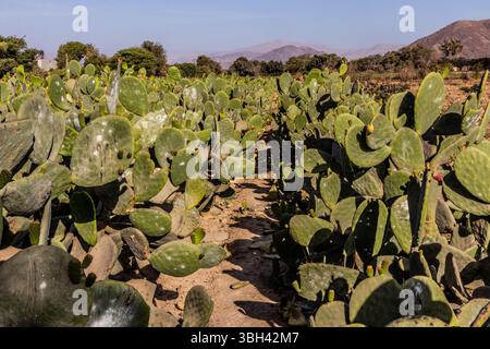 Champ de cactus opuntia cultivés pour insectes cochenillés, Pérou Banque D'Images