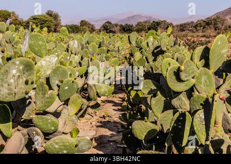 Champ de cactus opuntia cultivés pour insectes cochenillés, Pérou Banque D'Images