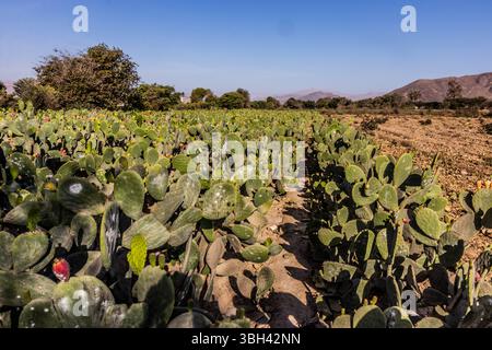 Champ de cactus opuntia cultivés pour insectes cochenillés, Pérou Banque D'Images