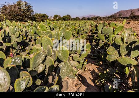 Champ de cactus opuntia cultivés pour insectes cochenillés, Pérou Banque D'Images