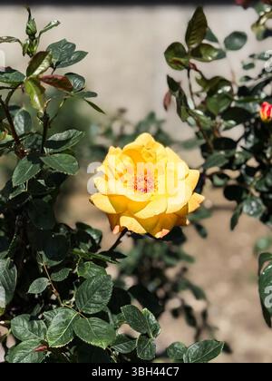 Rose jaune unique en pleine floraison. Fleur lumineuse entourée de feuilles vert foncé et fond de jardin ensoleillé. Banque D'Images