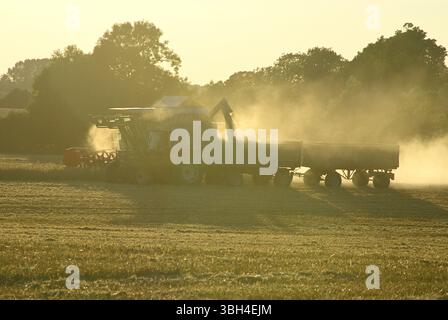 Une moissonneuse-batteuse pendant la récolte de grain, déchargeant durement le maïs dans une remorque dans la lumière dorée du soir. Banque D'Images
