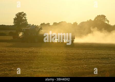 Une moissonneuse-batteuse pendant la récolte de grain, déchargeant durement le maïs dans une remorque dans la lumière dorée du soir. Banque D'Images