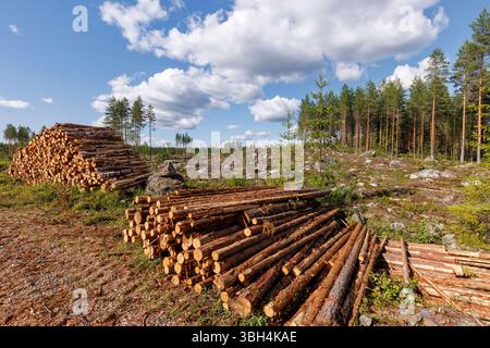 Couper la forêt de pins boréaux (pinus sylvestris) et le tas de bois de pin, Finlande Banque D'Images