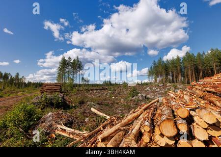 Couper la forêt de pins boréaux (pinus sylvestris) et le tas de bois de pin, Finlande Banque D'Images