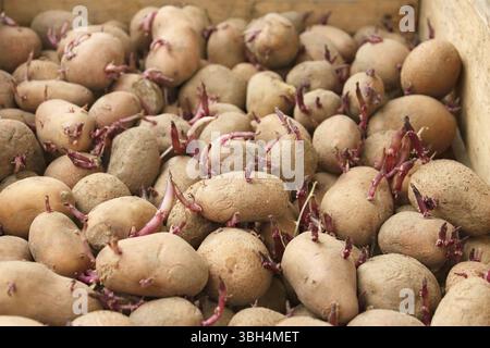La germination des tubercules de pomme de terre avant de planter dans le sol Banque D'Images