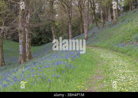 Bluebells [ Hyacinthoides non-scripta ] dans un cadre boisé avec chemin traversant Banque D'Images