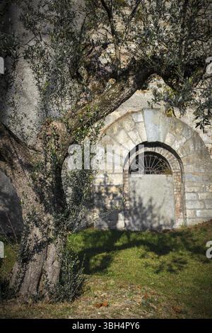 Olivier méditerranéen planté dans le jardin d'un château. Style italien. Lumière et ombre étonnantes Banque D'Images