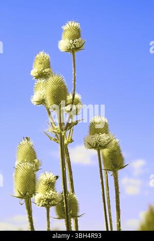 Floraison de Cardère commune close up against blue sky. En Amérique : Dipsacus sylvestris, famille - Banque D'Images